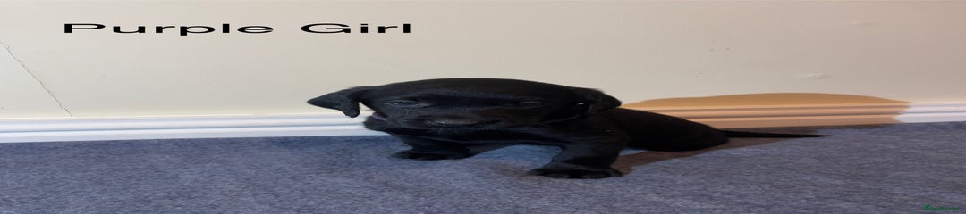 Labrador Retriever Puppy 6