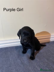 Labrador Retriever Puppy 6