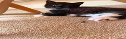 Mixed Breed cats for sale: Male kittens  in Salisbury - Advert 4
