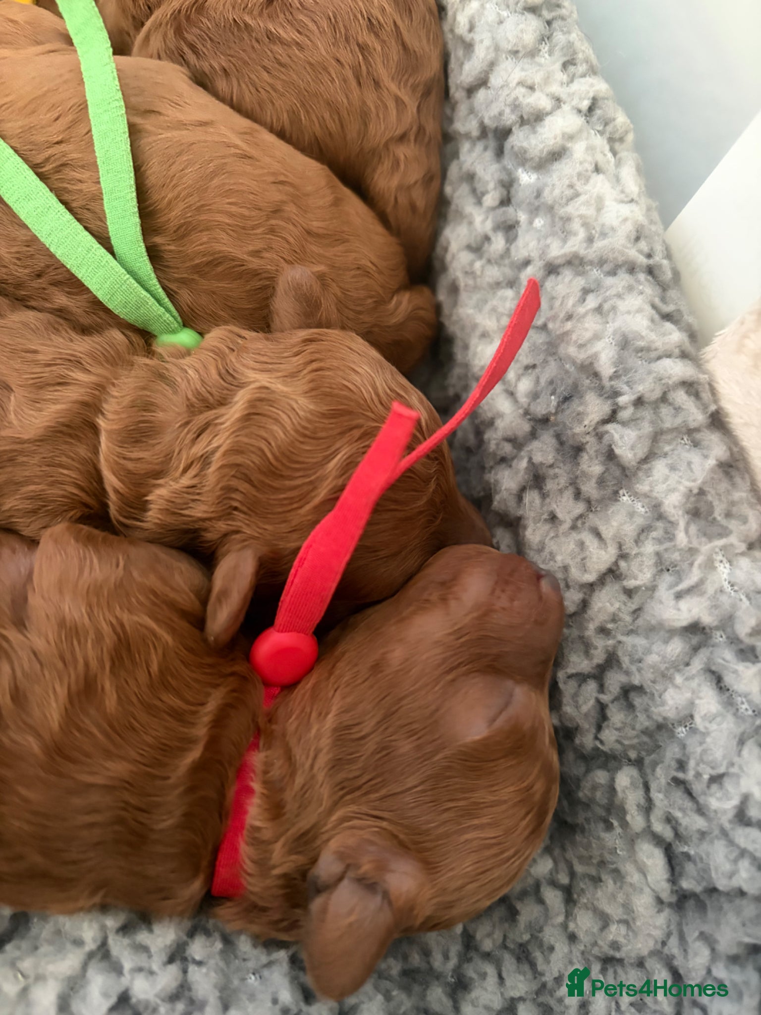 Toy Poodle dogs Kc registered toy /  tiny poodle  - Advert 2