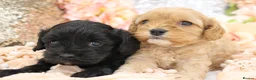 Cavapoo dogs for sale: Health Tested Cavapoos by Licensed Breeder - Advert 35