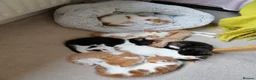 Mixed Breed cats for sale: 8 Lovely Kittens for Sale - Advert 16