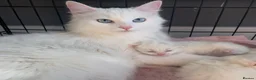 Siberian cats for sale: Three Very Fluffy Kittens!  - Advert 6