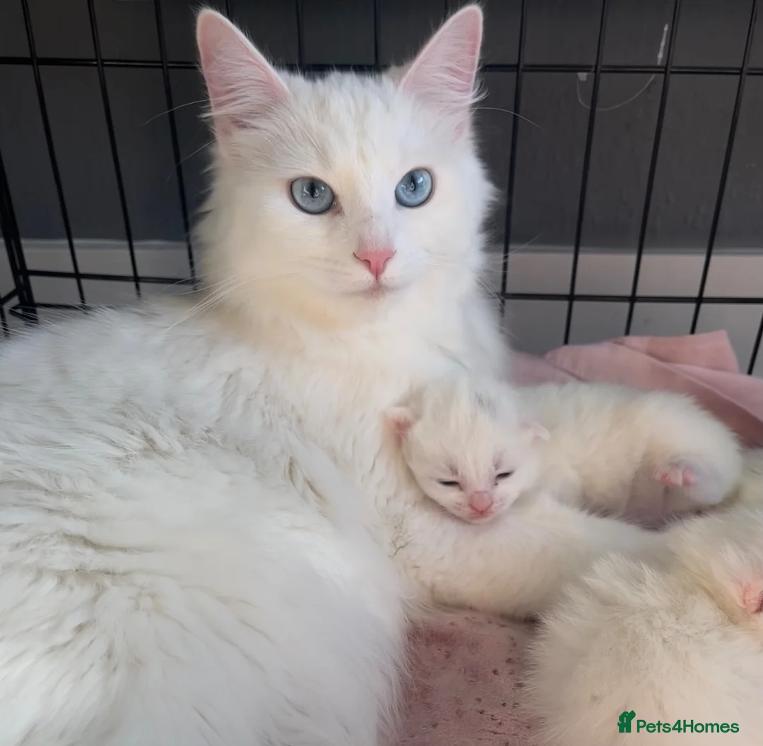 Siberian cats for sale: Three Very Fluffy Kittens!  - Advert 6