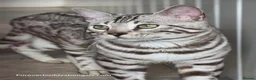 Bengal cats for sale: Bengal Brother & Sister  - Advert 6