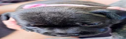 Staffordshire Bull Terrier dogs for sale: ExceptionalStaffordshire bull Terrier Puppies - Advert 13