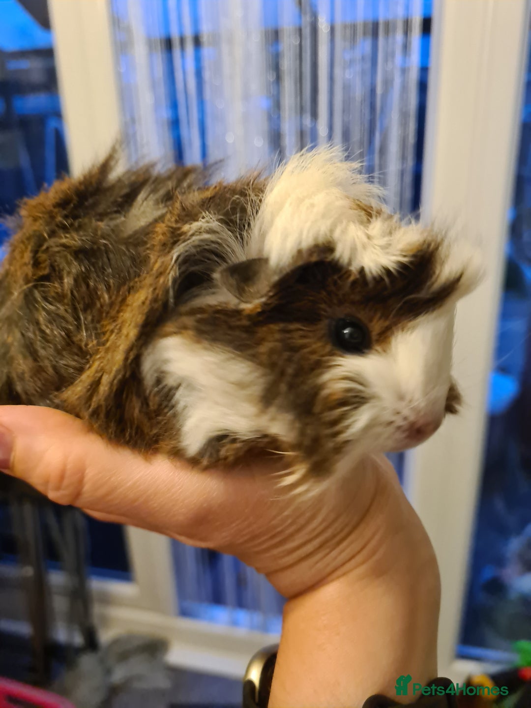 Guinea Pig rodents for sale: Purebred Peruvian baby girl  - Image 4