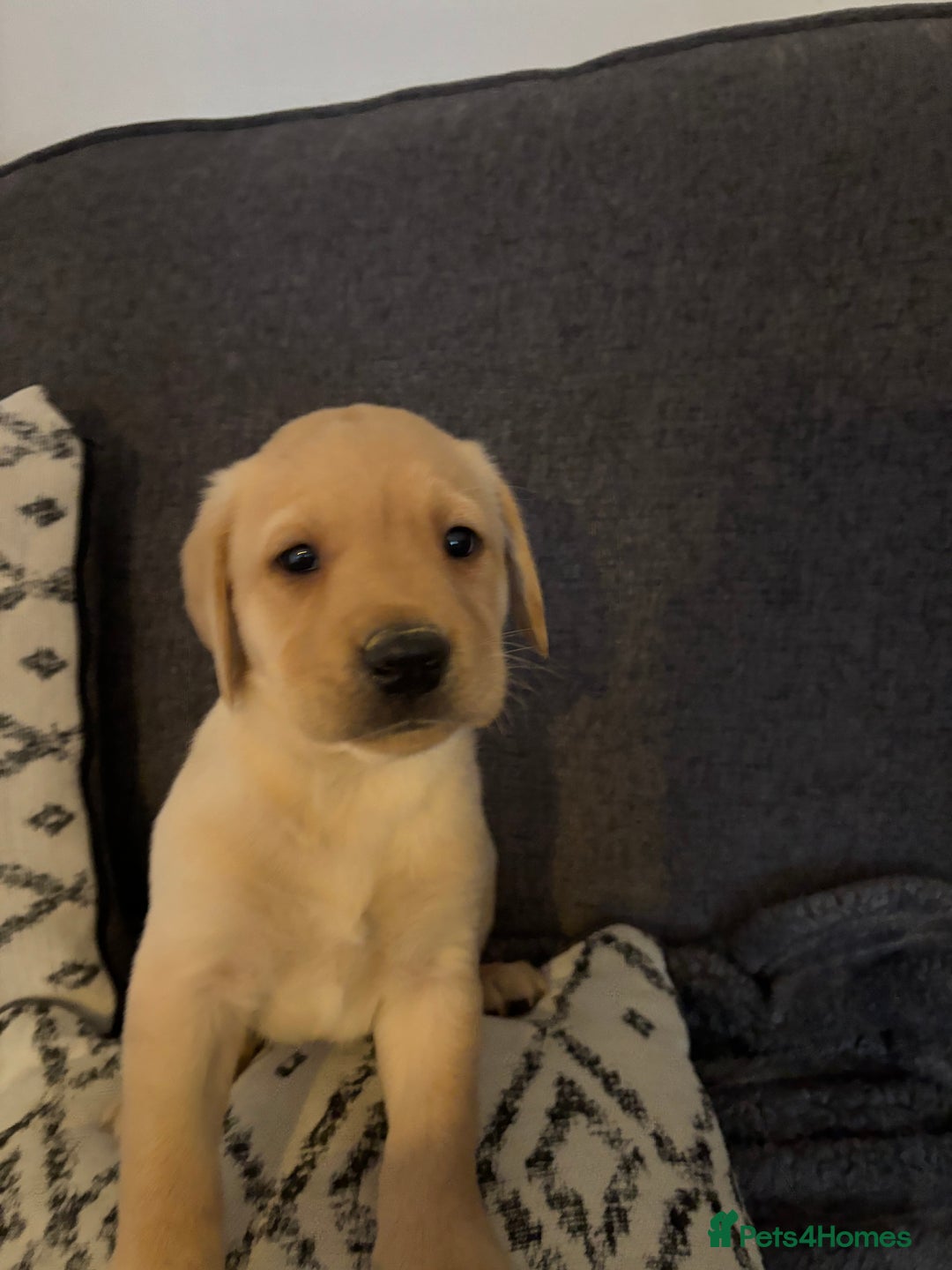 Labrador Retriever dogs for sale: KC registered Labrador retriever pups - Advert 12