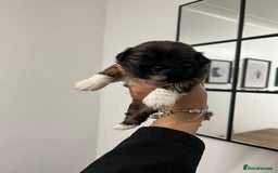 Lhasa Apso dogs for sale: Lhasa apso puppies  - Image 14