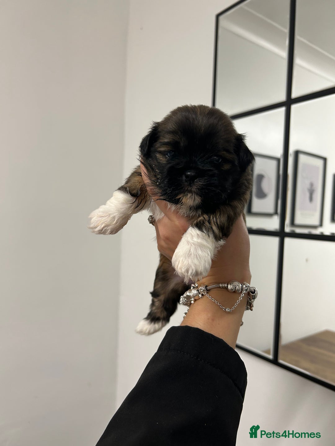 Lhasa Apso dogs for sale: Lhasa apso puppies  - Image 14