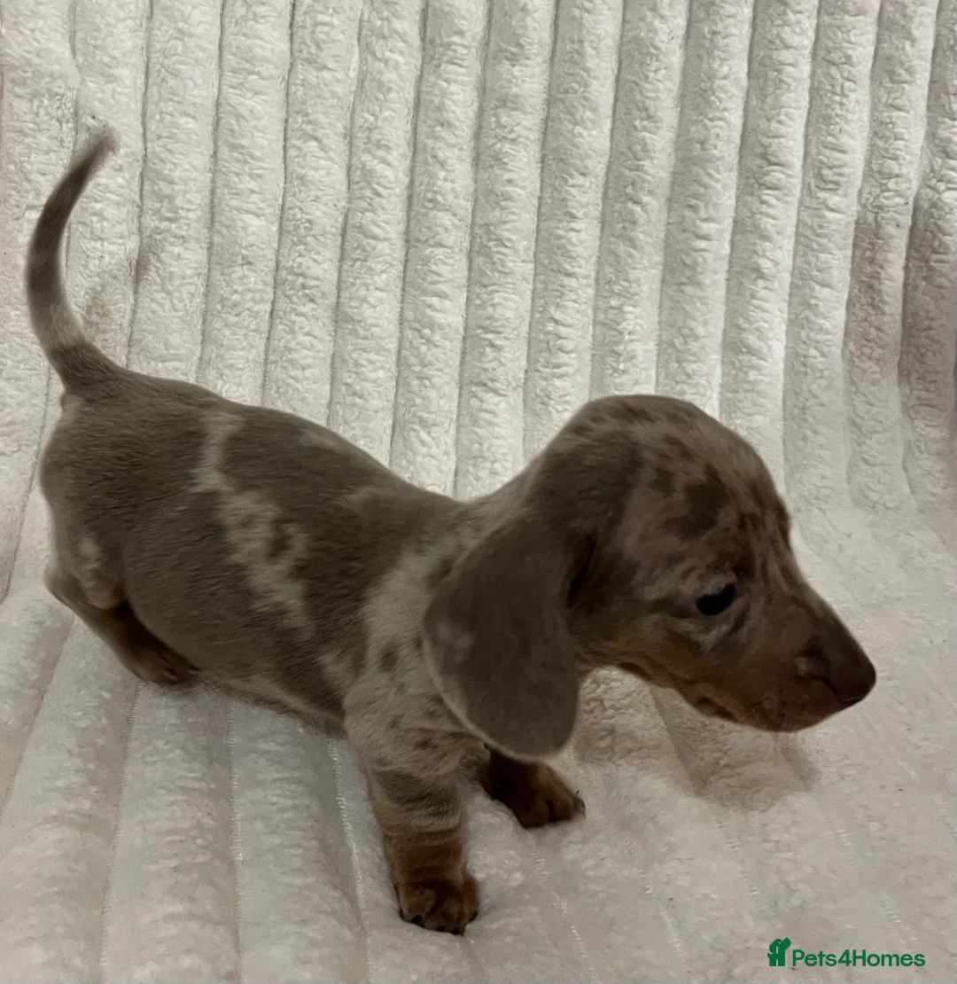 Miniature Dachshund dogs for sale: Stunning Isabella mini dachshund puppies - Advert 10