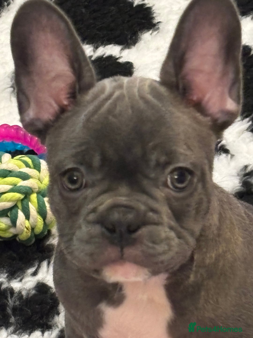 French Bulldog dogs for sale: 10 week old bat pigs ready for there new homes - Image 5