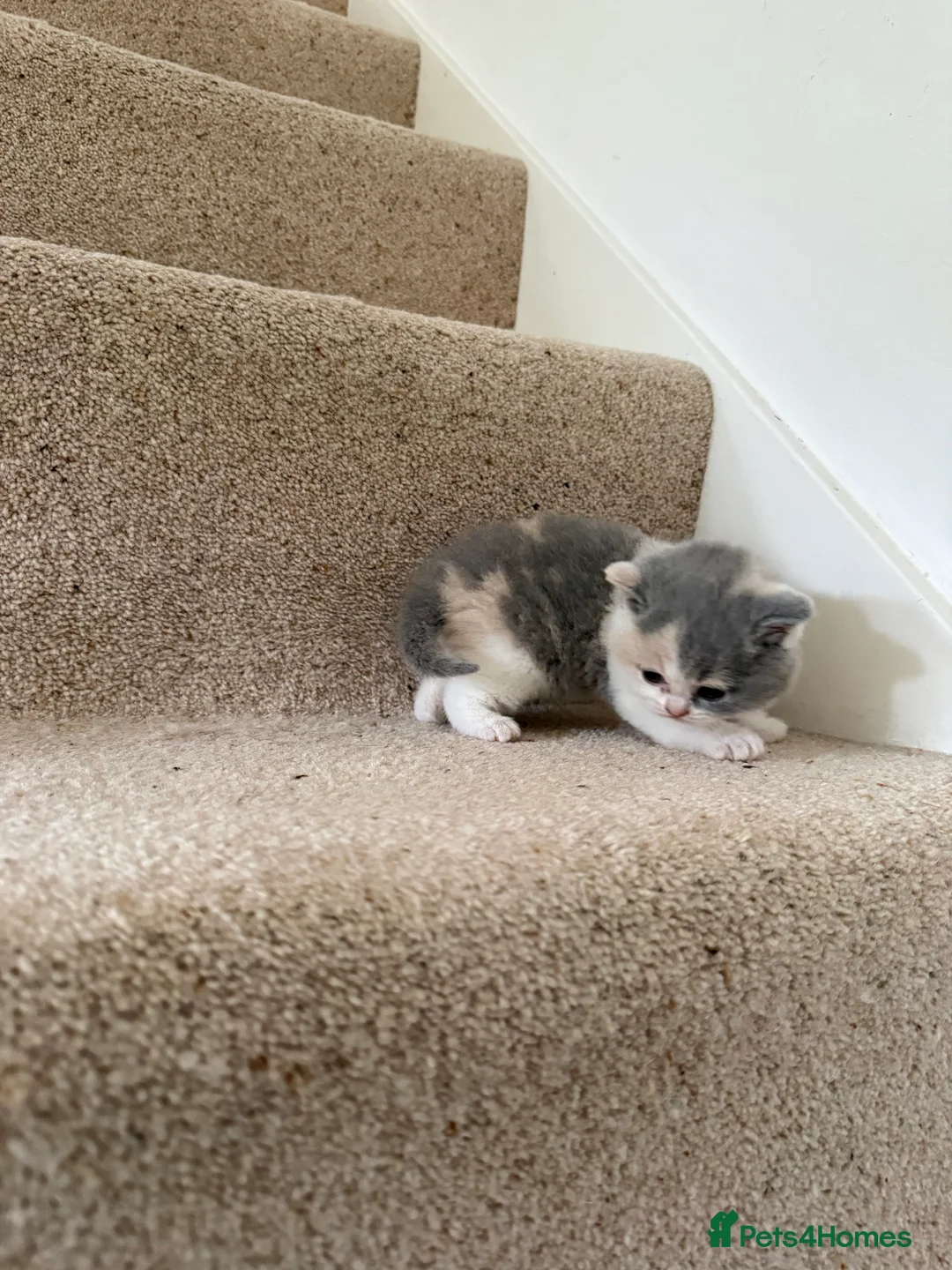 British Shorthair cats for sale: Stunning GCCF BSH - Tortie and Bi colour  - Advert 26