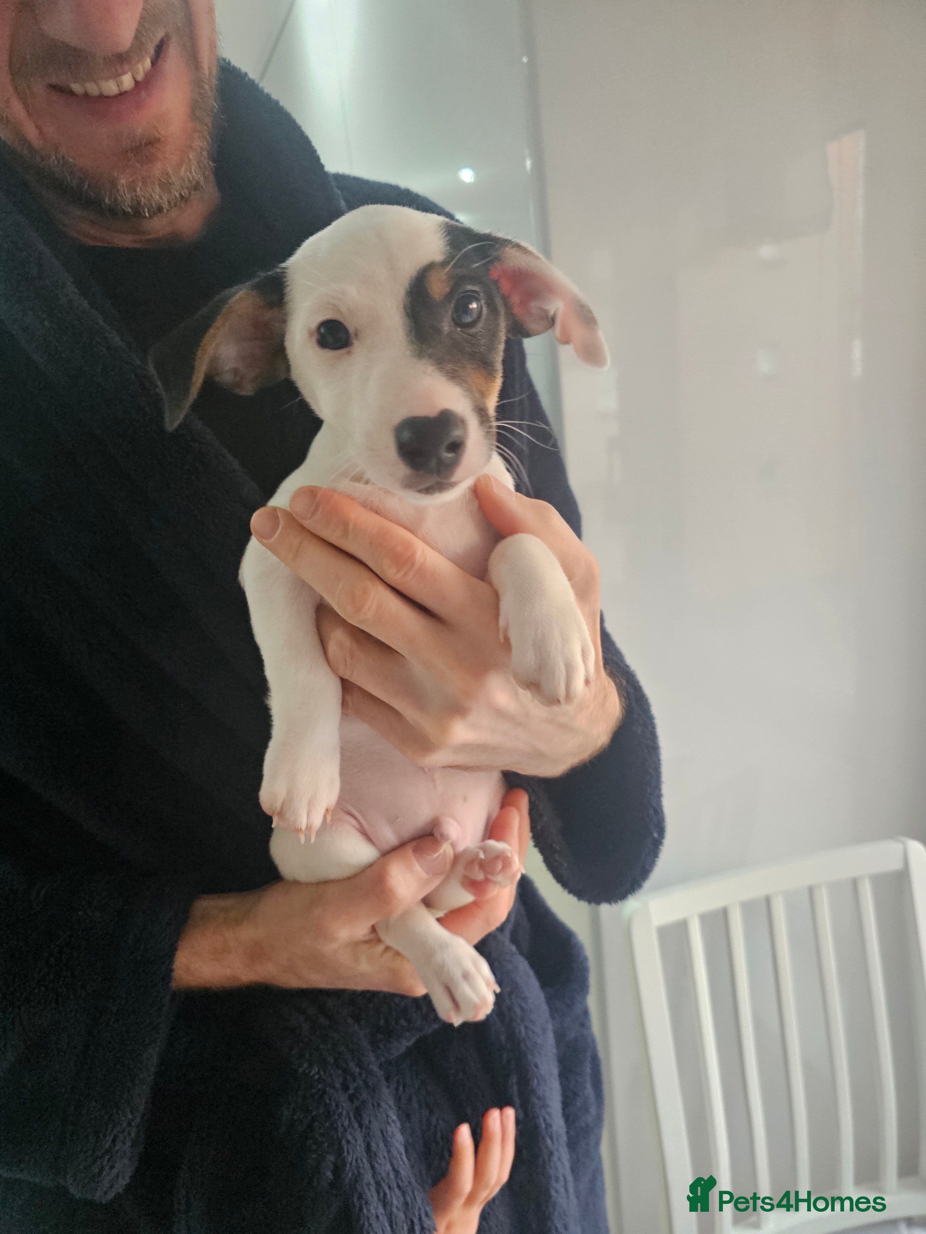 Jack Russell dogs Beautiful Jack Russell Puppies for Sale 🐶 - Advert 6