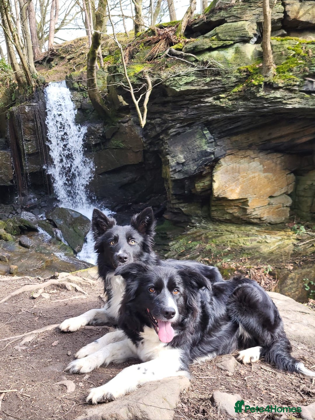 Border Collie dogs for sale: Border Collie puppies - Image 22