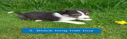Border Collie dogs for sale: Pedigree tri-colour border collie puppies in Huntly - Advert 5
