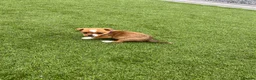 Jack Russell dogs for sale: 7 beautiful jack Russel puppies for sale - Advert 6