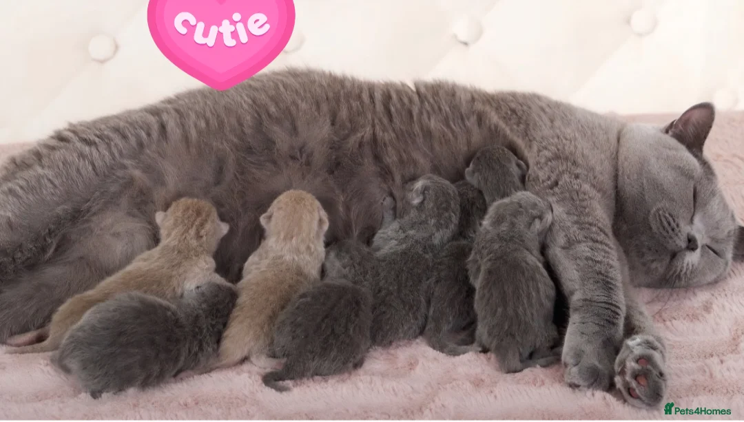 British Shorthair cats for stud: 🌟Exclusive Import ⭐World-Class Type🌟 - Advert 19