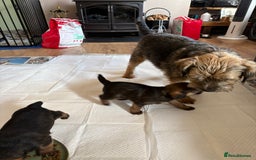 Border Terrier dogs for sale: Border terrier pups - Image 12