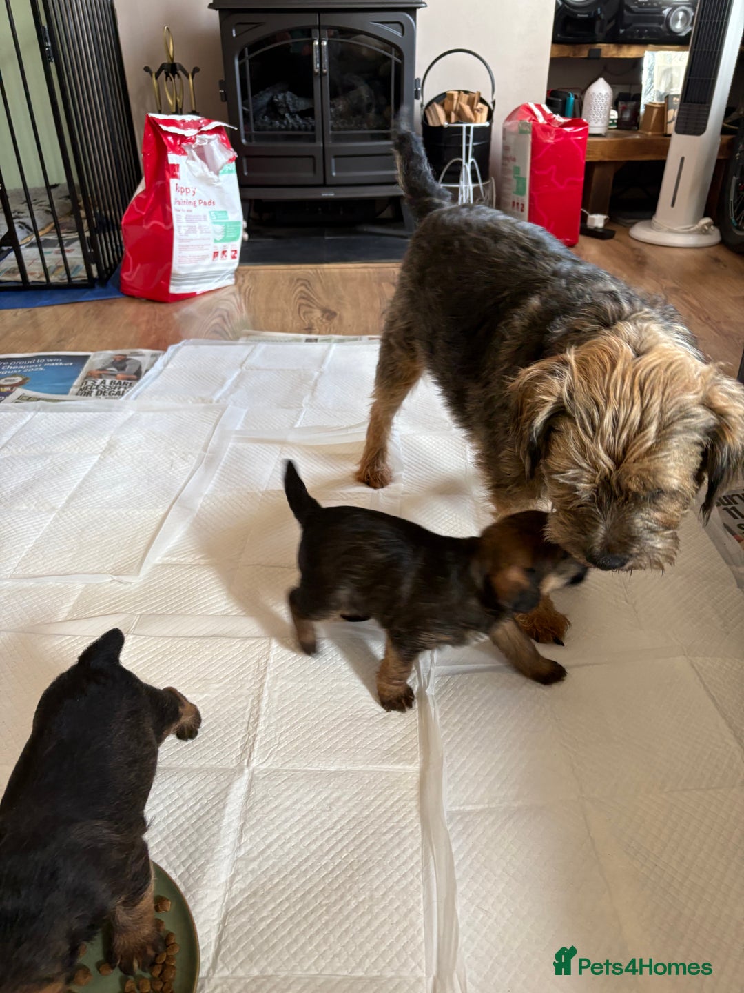Border Terrier dogs for sale: Border terrier pups - Image 12