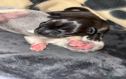 Mixed Breed dogs for sale: French bulldog mixed chihuahua  - Image 12