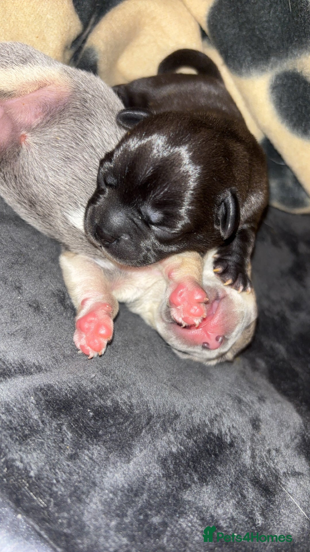 Mixed Breed dogs for sale: French bulldog mixed chihuahua  - Image 12