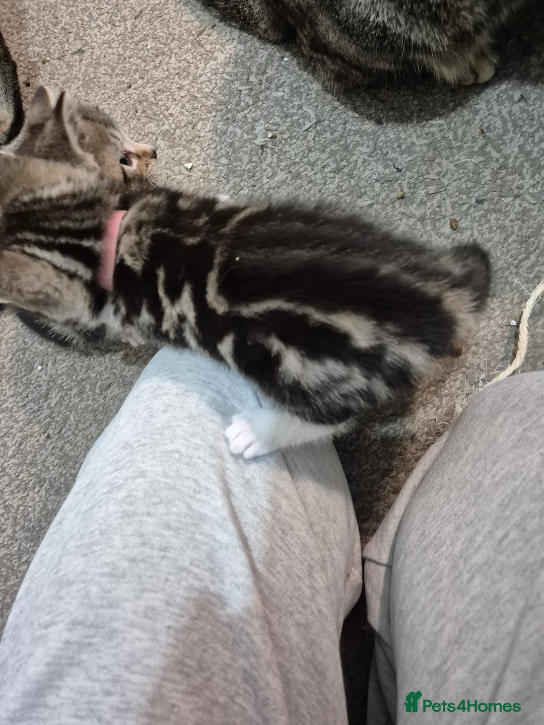 Bengal cats for sale: Beautiful Bengal X kittens - Advert 5