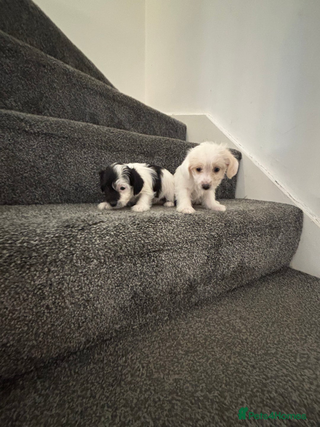 Jackapoo dogs for sale: Jackapoo puppies toy poodle - Image 3