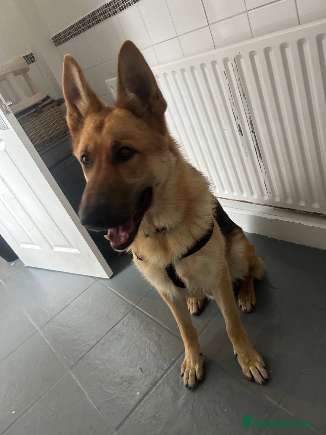 German Shepherd dogs for sale: Make German shepherd  - Image 3