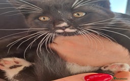 Mixed Breed cats for sale: Black and white kittens  - Image 11