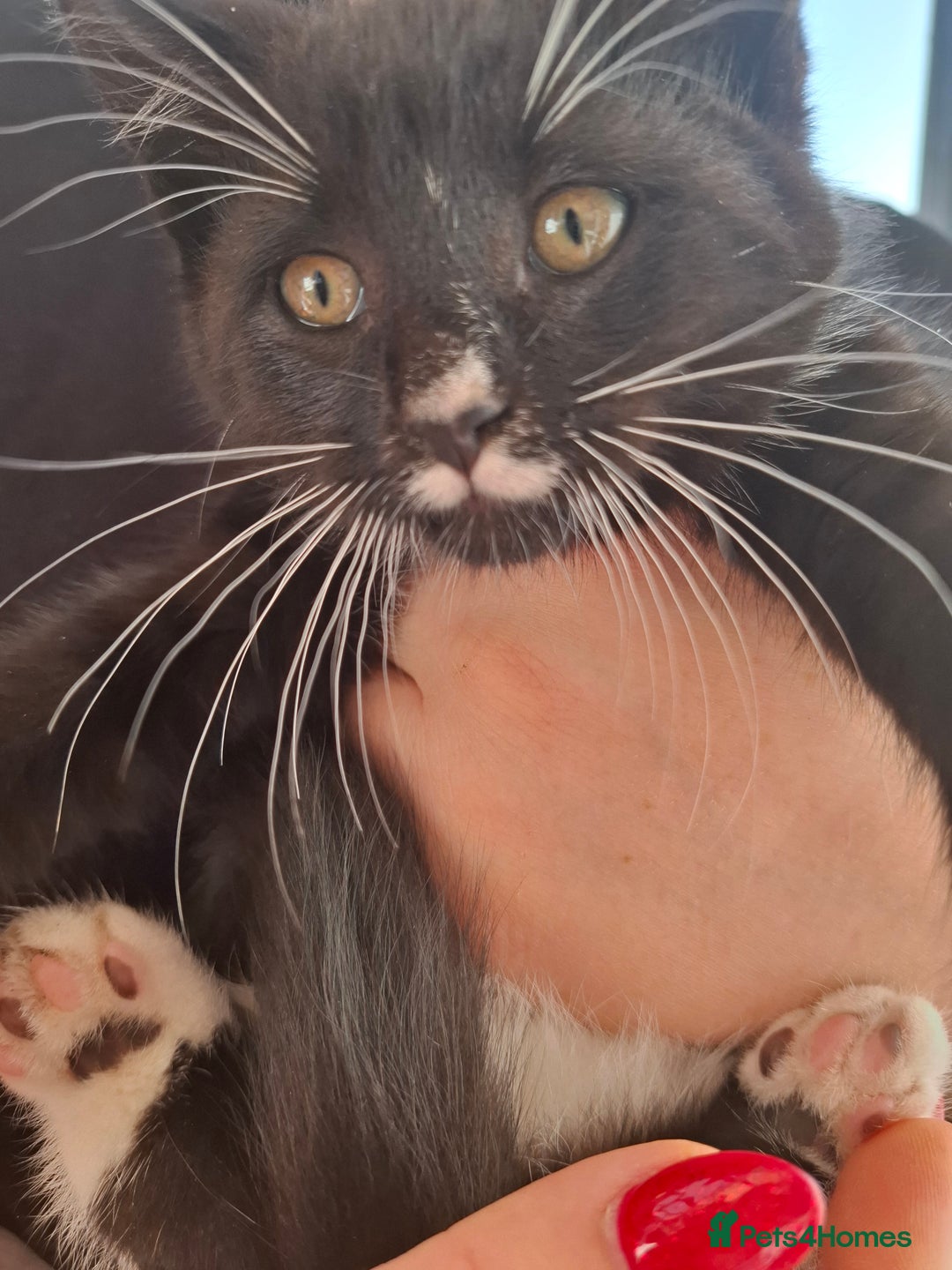 Mixed Breed cats for sale: Black and white kittens  - Image 11