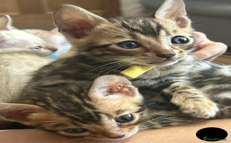 Bengal cats - Advert 2