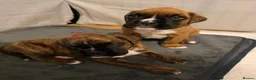 Boxer dogs for sale: 🐾 Exceptional KC Registered Boxer Puppies 🐾 - Advert 13