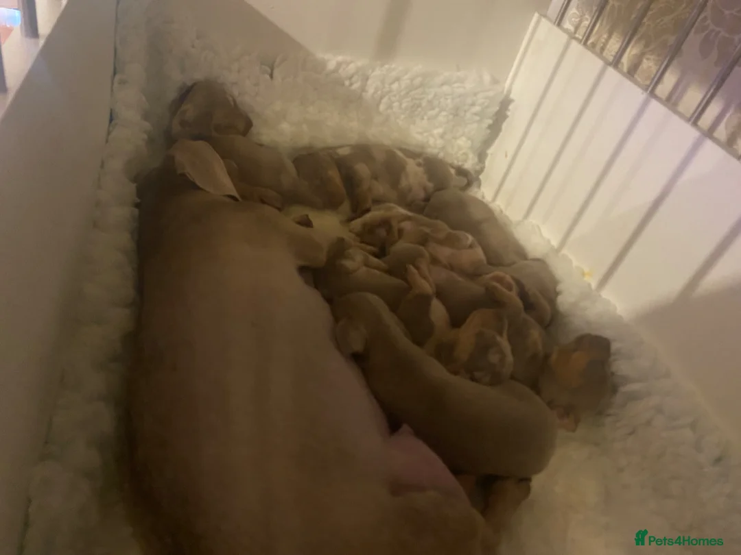 Miniature Dachshund dogs for sale: Very small but cute mini dachshund  - Advert 12