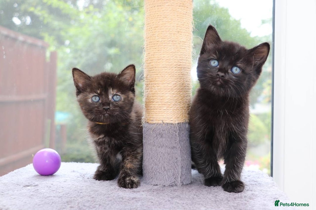 Mixed Breed cats for sale: Adorable Kittens Ready SOON - Image 9