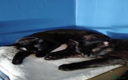 Mixed Breed cats for sale: 2 cats - Image 1
