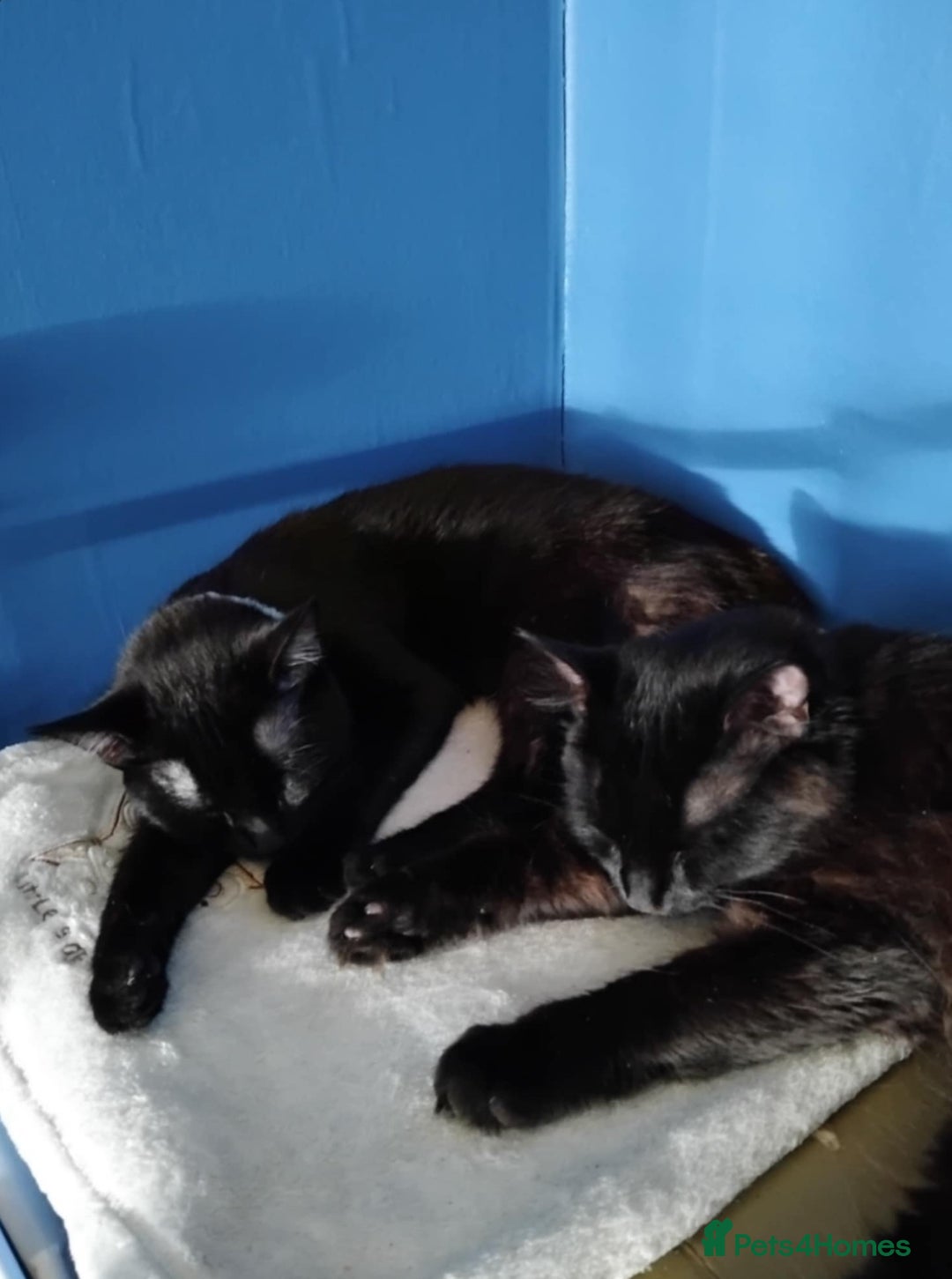 Mixed Breed cats for sale: 2 cats - Image 1