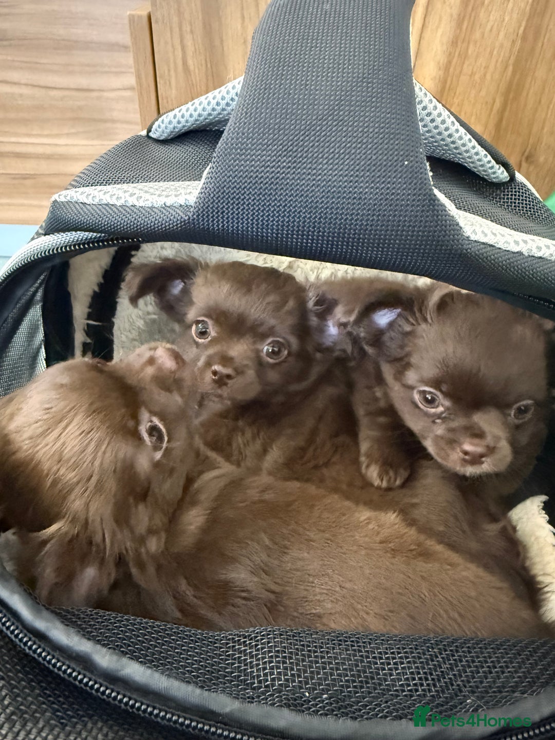 Chihuahua dogs for sale: Chihuahua KC puppies - Image 6