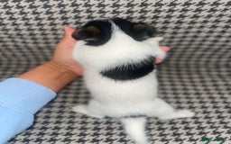 Jack Russell dogs for sale: Jack Russell girl puppy - Image 7