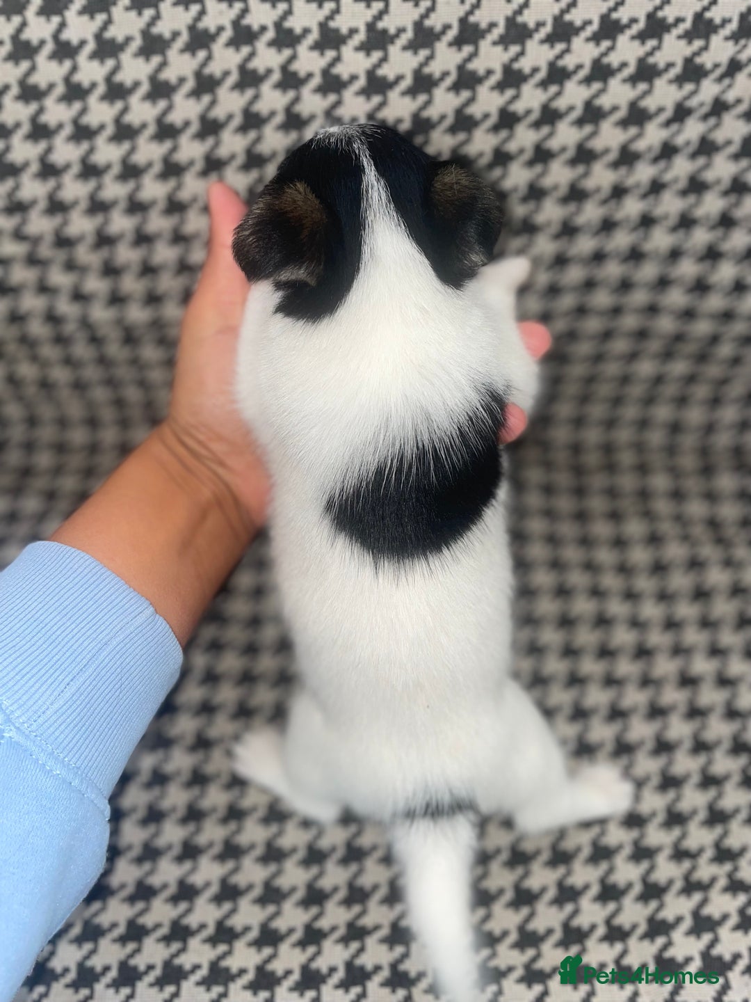 Jack Russell dogs for sale: Jack Russell girl puppy - Image 7