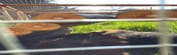 Guinea Pig rodents for sale: 4 Female Guinea Pigs in Chipping Campden - Advert 7