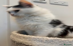 Turkish Van cats for sale: 🐱Beautiful LongHaired Cat Needs a New Loving Home - Image 2