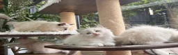 Ragdoll cats for sale: 🏆Sired by Imperial Grand Champion TICA REGISTERED - Advert 9
