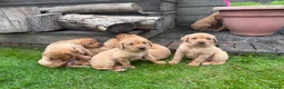 Labrador Retriever dogs for sale: Beautiful fox red KC registered litter in Bristol - Advert 3