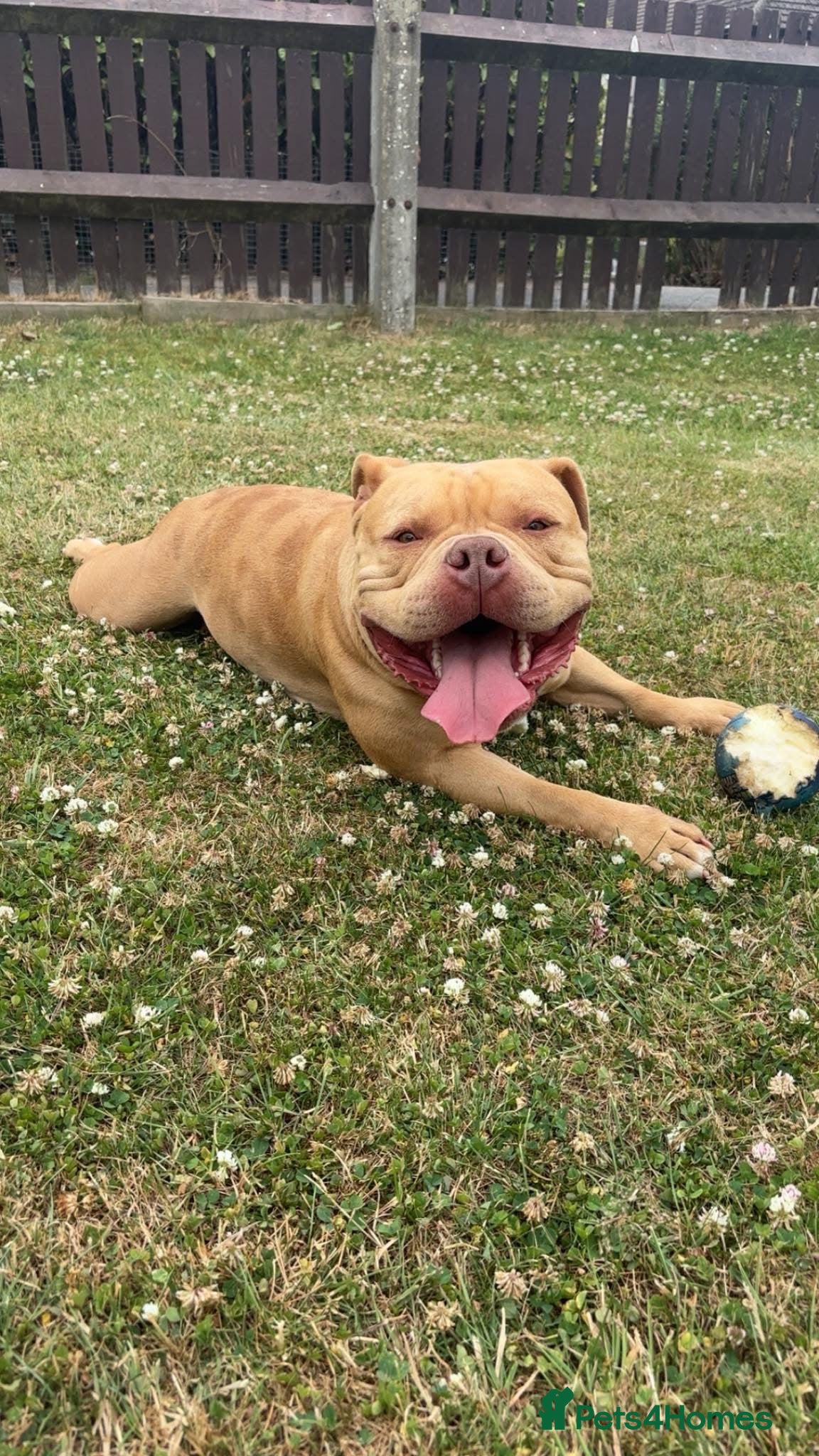 American Bully dogs 2 year old pocket bully - Advert 1