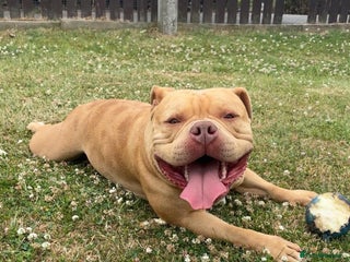 American Bully dogs 2 year old pocket bully - Advert 1