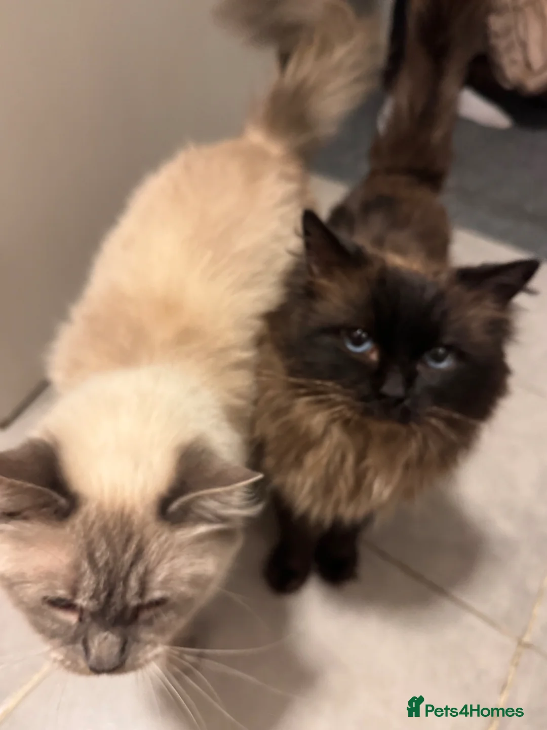 Ragdoll cats for sale: Last remaining ragdoll male  - Advert 8