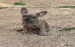 French Bulldog dogs for sale: Adorable Fresh Bulldogs🤍 - Image 3