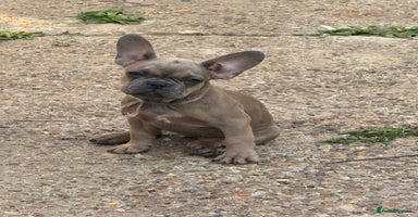 French Bulldog dogs - Advert 14