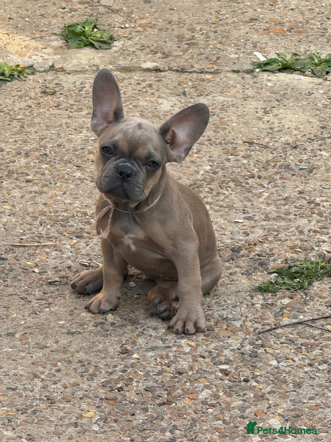 French Bulldog dogs for sale: Adorable Fresh Bulldogs🤍 - Image 3